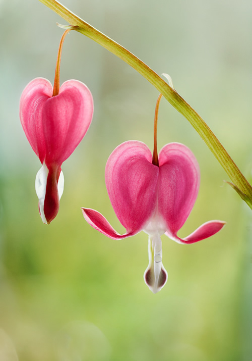 Beautiful Floral Photography by Mandy Disher