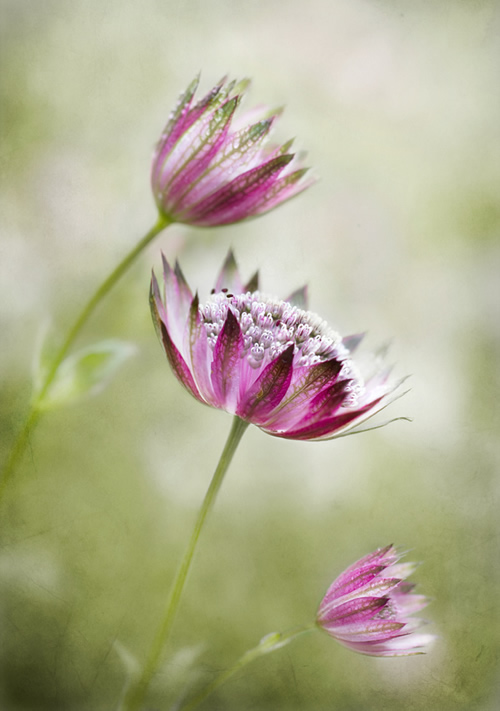 Beautiful Floral Photography by Mandy Disher