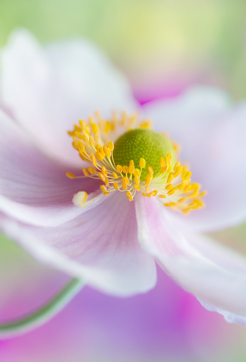 Beautiful Floral Photography by Mandy Disher