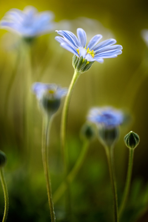 Beautiful Floral Photography by Mandy Disher