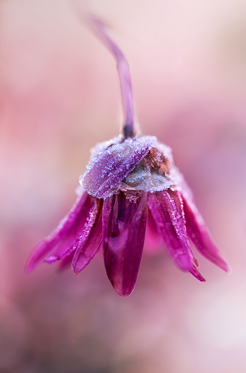 Beautiful Floral Photography by Mandy Disher