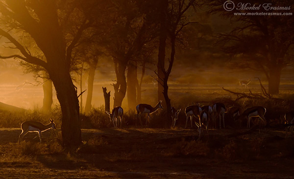 Interview with Wildlife Photographer Morkel Erasmus