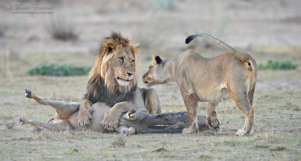 Interview with Wildlife Photographer Morkel Erasmus