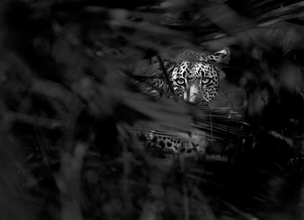 Interview with Wildlife Photographer Morkel Erasmus