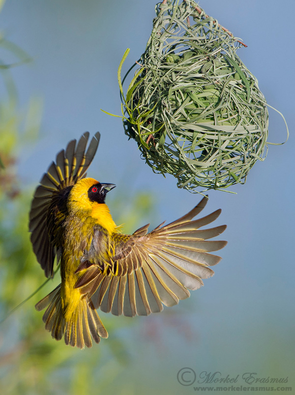 Interview with Wildlife Photographer Morkel Erasmus