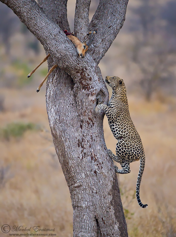 Interview with Wildlife Photographer Morkel Erasmus