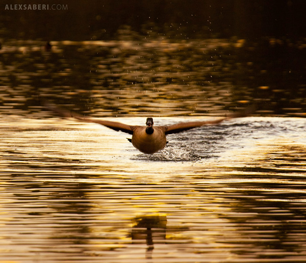 Interview with Nature Photographer Alex Saberi