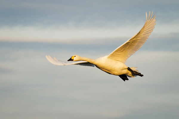 Top 10 bird photography tips by Photo Plus