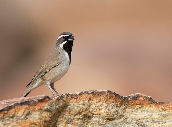 9 Tips For Photographing Perched Birds