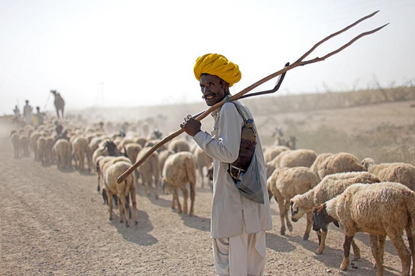 Shepherd with yellow turban - Thar Desert - Indian Color Street Photography