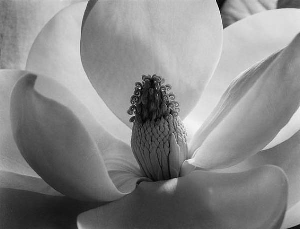 An Interview with Imogen Cunningham by Archives of American Art