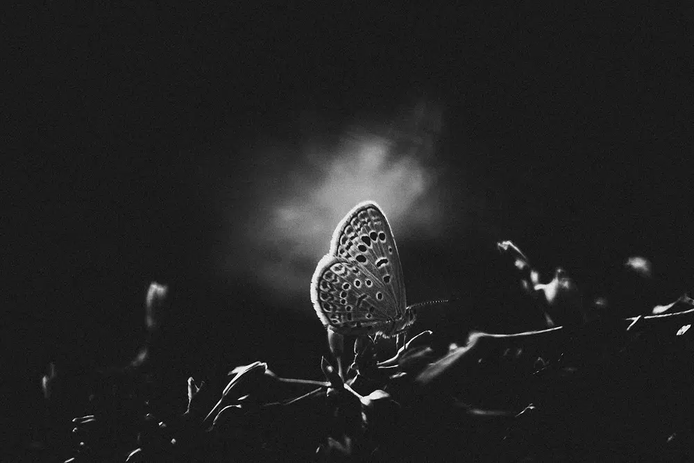 Creating the Best Black & White Picture - Ultimate Tips & Examples 12 Creating the Best Black & White Picture