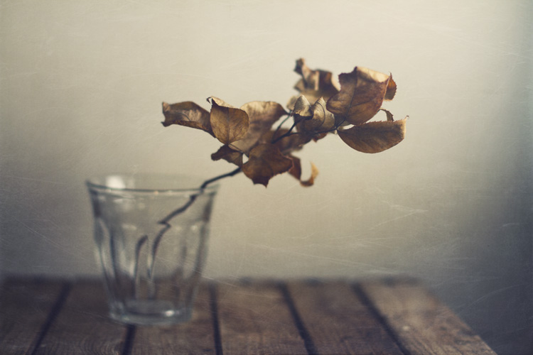 Still Life Fine Art Photography by Anna Nemoy