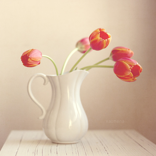 Still Life Fine Art Photography by Anna Nemoy