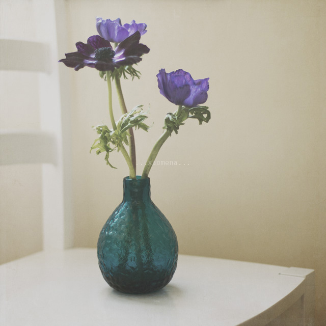 Still Life Fine Art Photography by Anna Nemoy