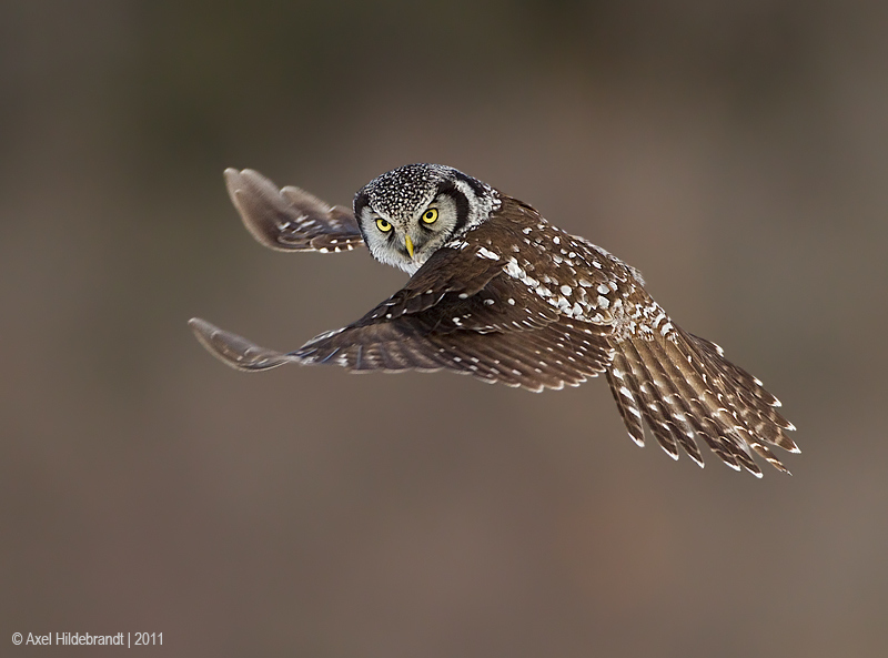 Bird Photography by Axel Hildebrandt