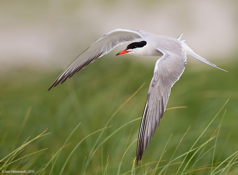 Bird Photography by Axel Hildebrandt