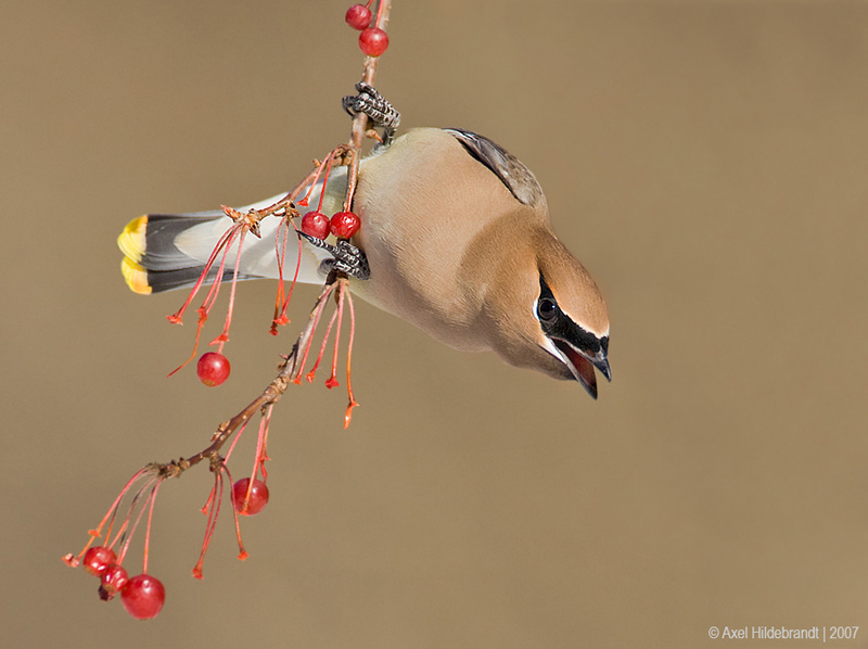 Bird Photography by Axel Hildebrandt