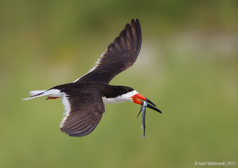 Bird Photography by Axel Hildebrandt