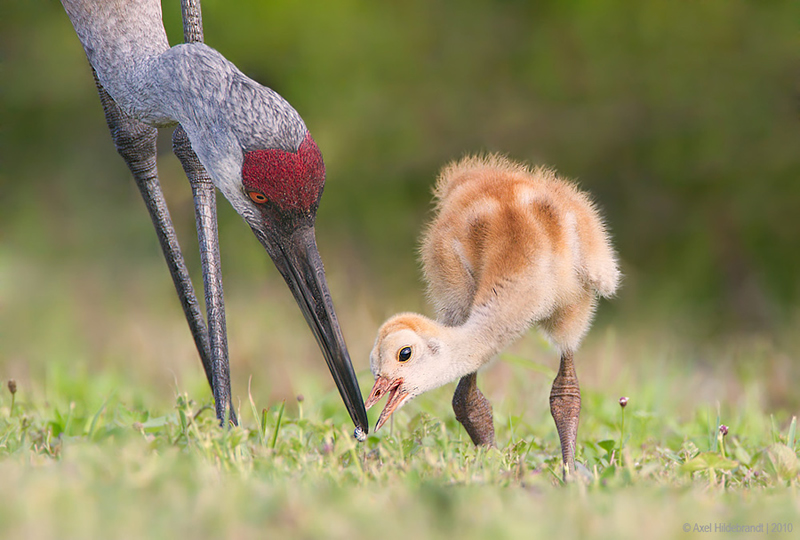 Bird Photography by Axel Hildebrandt