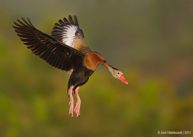 Bird Photography by Axel Hildebrandt