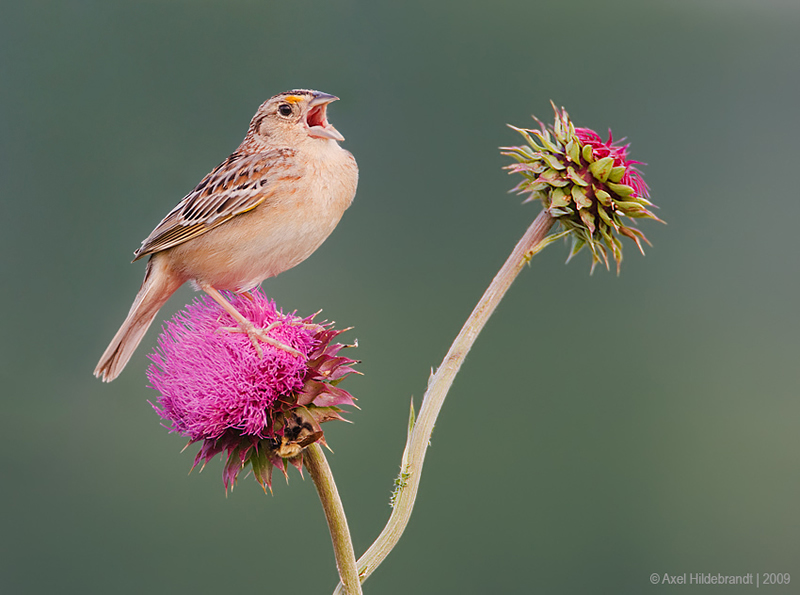 Bird Photography by Axel Hildebrandt