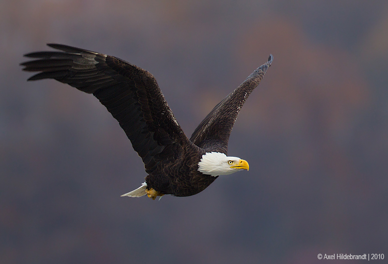 Bird Photography by Axel Hildebrandt