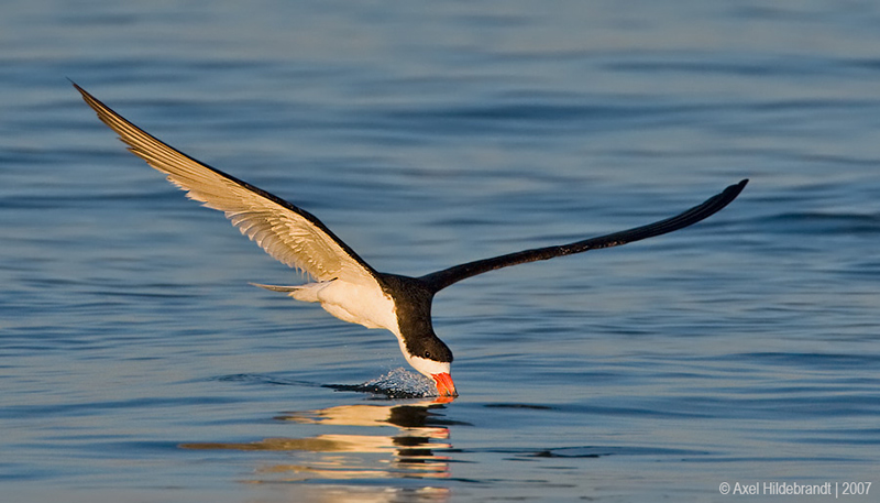 Bird Photography by Axel Hildebrandt