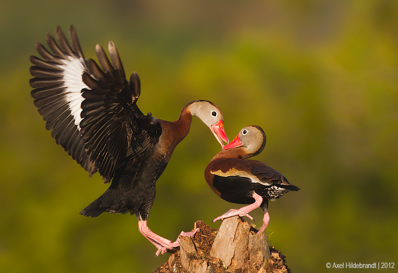 Bird Photography by Axel Hildebrandt