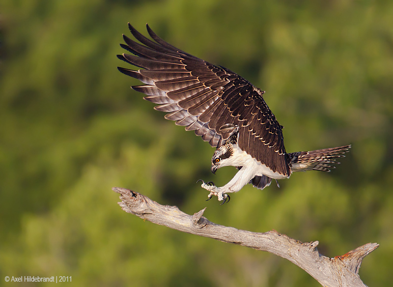 Bird Photography by Axel Hildebrandt