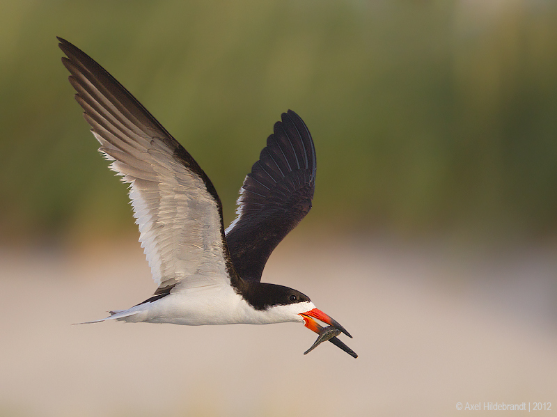 Bird Photography by Axel Hildebrandt