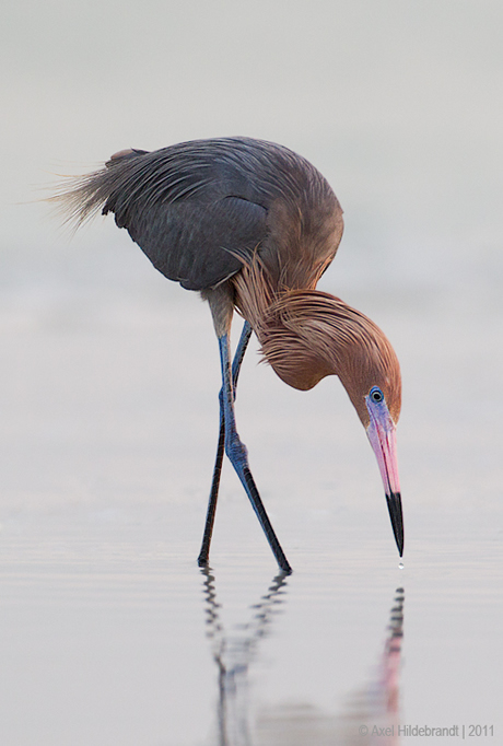 Bird Photography by Axel Hildebrandt