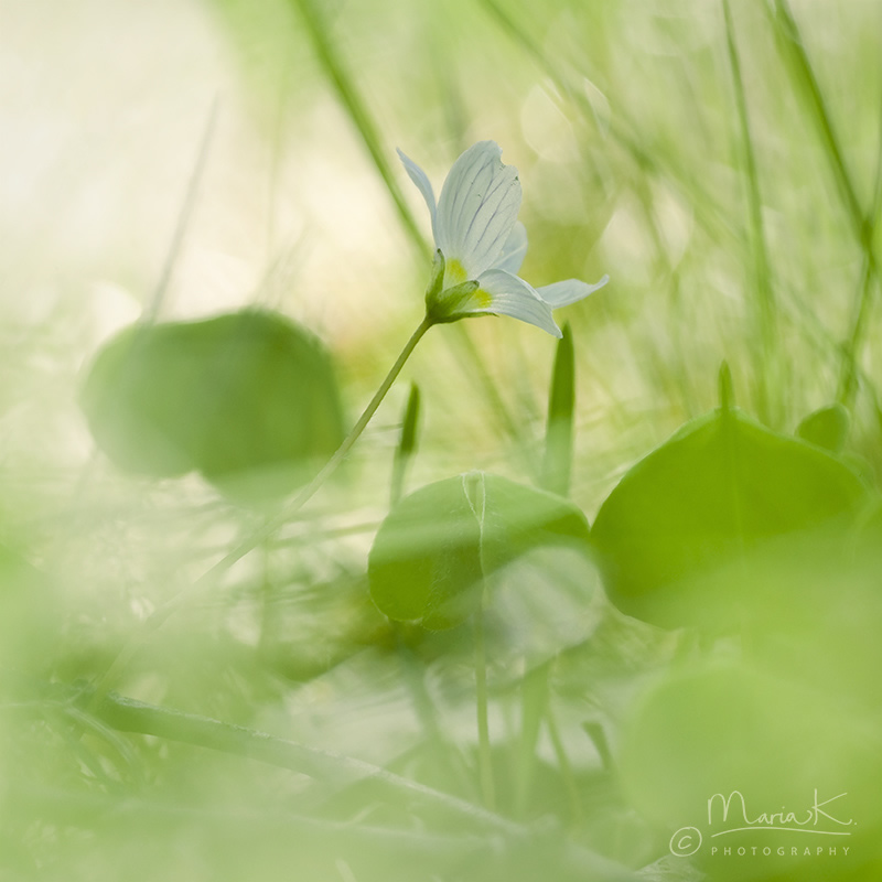 Soul Pleasing Nature Photography by Swedish Photographer Maria Kallin