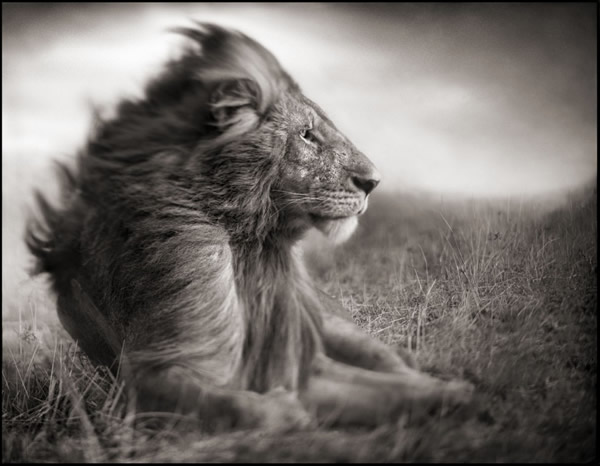 Nick Brandt - Inspiration from Masters of Photography 