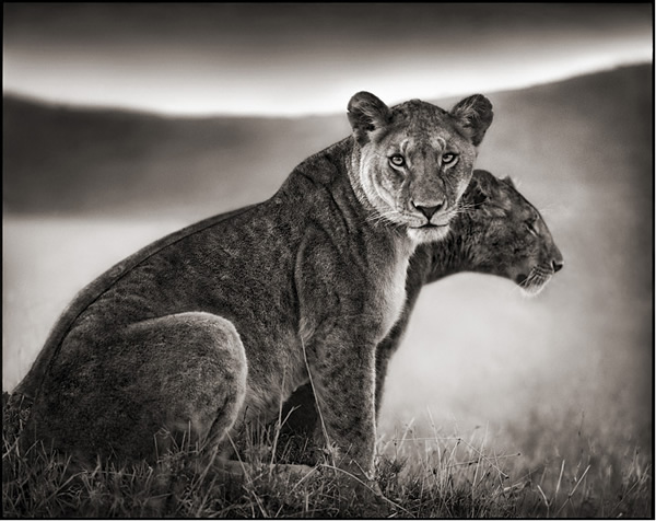 Nick Brandt - Inspiration from Masters of Photography 