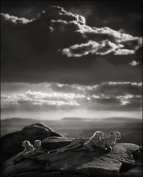 Nick Brandt - Inspiration from Masters of Photography 