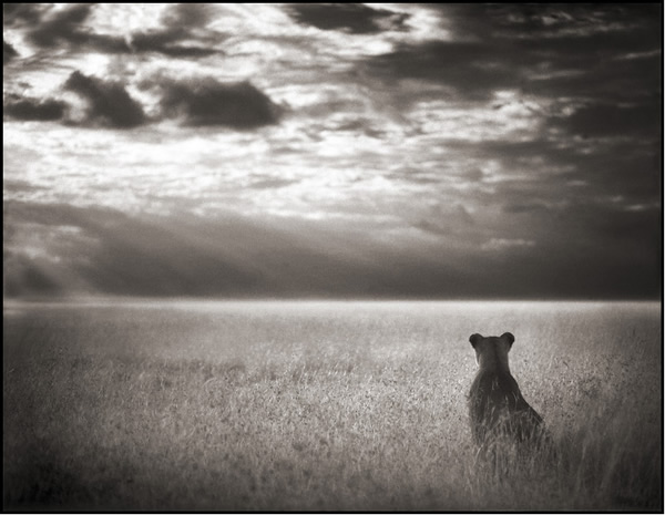 Nick Brandt - Inspiration from Masters of Photography 