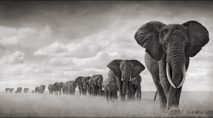 Nick Brandt: Inspiration From Masters Of Photography