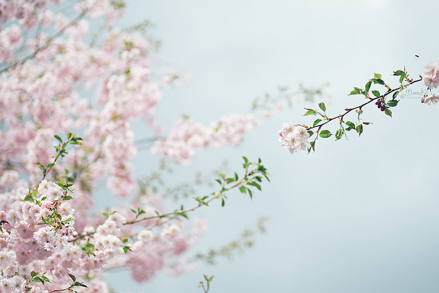 Soul Pleasing Photography by Maria Kallin