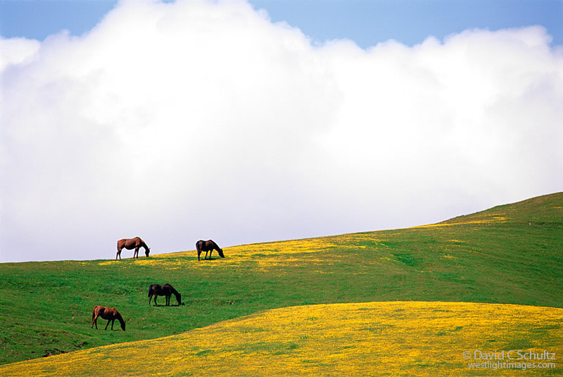 Amazing Landscape Photography by David C. Schultz