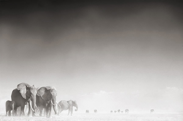 Elephants by Nick Brandt