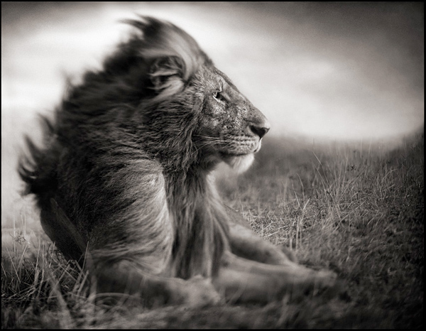 An Interview with Nick Brandt by Les Photographes