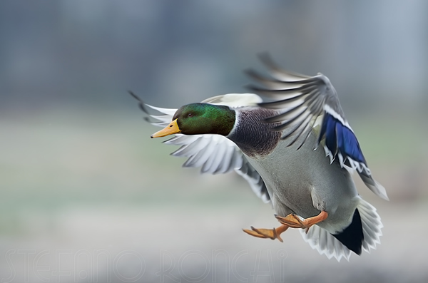 Stefano Ronchi