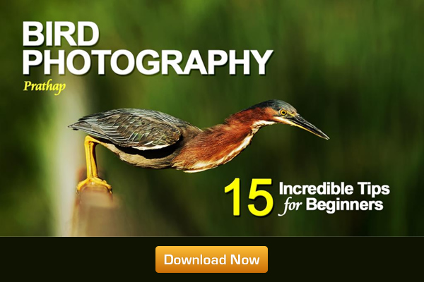 15 Incredible Bird Photography Tips for Beginners - A Free Ebook