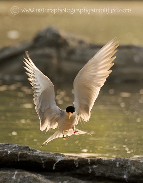 10 Tips to Capture Amazing Photographs of Birds in Flight - 121Clicks.com