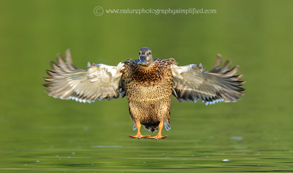 Female-Mallard-Duck-Landing-Full-Spread-Wings-Front-Pose - 10 Tips to Capture Amazing Photographs of Birds in Flight
