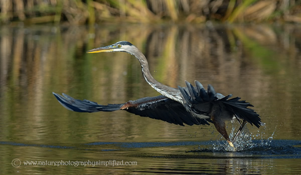 Great-Blue-Heron-Taking-Off - 10 Tips to Capture Amazing Photographs of Birds in Flight