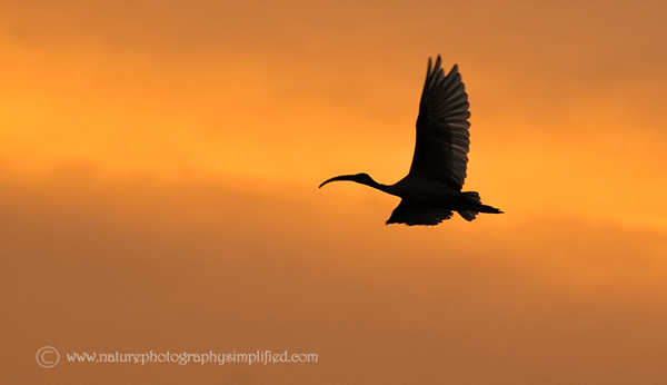 Ibis-Silhouette-In-Sunset - 10 Tips to Capture Amazing Photographs of Birds in Flight