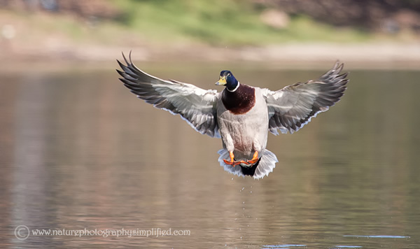 Mallard-Duck-Landing-Full-Spread-Wings - 10 Tips to Capture Amazing Photographs of Birds in Flight