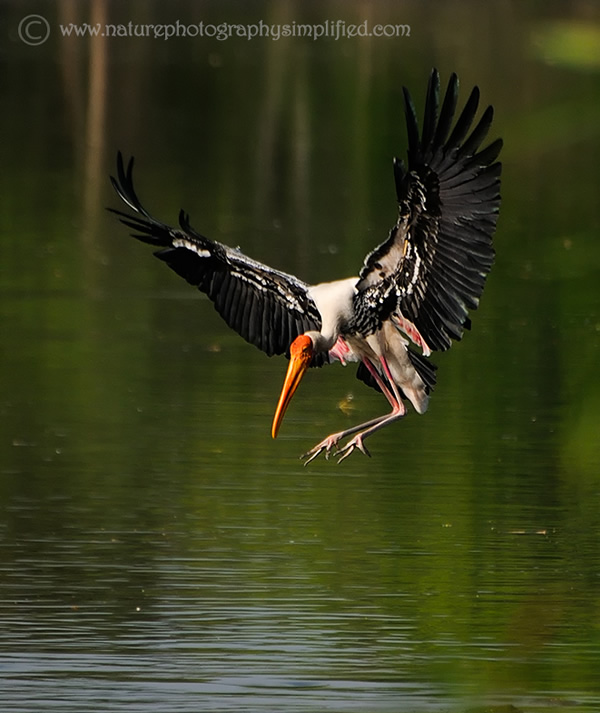 Painted-Stork-Landing-With-Full-Spread-Wings - 10 Tips to Capture Amazing Photographs of Birds in Flight